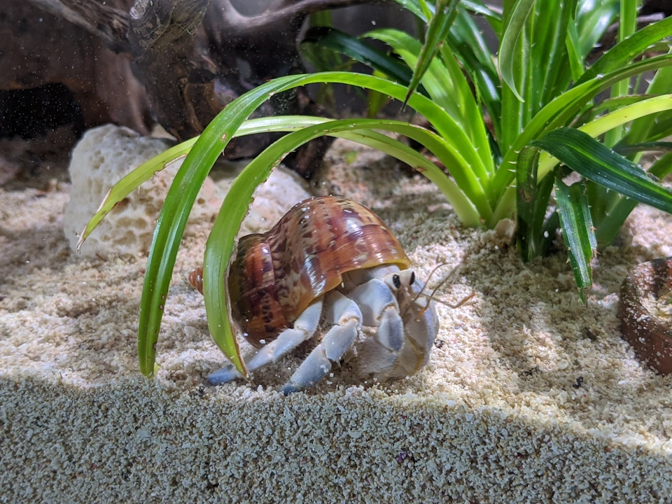 Aiarty Image Matting v2 6 007