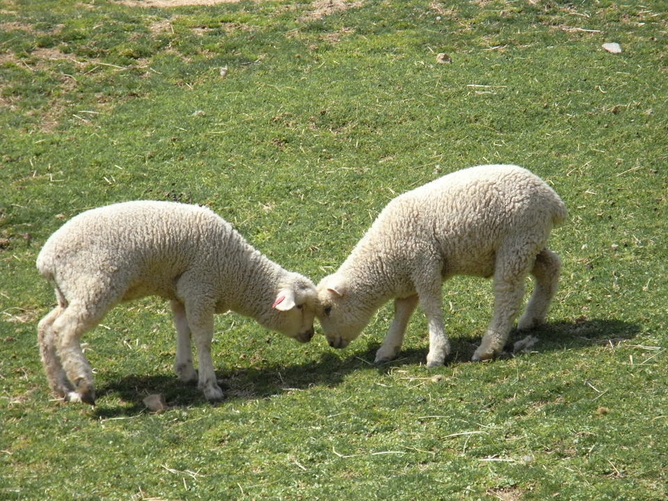 Aiarty Image Matting v2 6 008